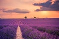 Beautiful landscape. Wonderful lavender field summer sunset landscape near Valensole. Provence, France Royalty Free Stock Photo