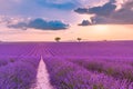 Beautiful landscape. Wonderful lavender field summer sunset landscape near Valensole. Provence, France Royalty Free Stock Photo