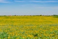 Beautiful landscape of yellow field meadow of dandelion flowers in spring with blue sky Royalty Free Stock Photo