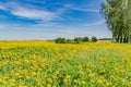 Beautiful landscape of yellow field meadow of dandelion flowers in spring with blue sky Royalty Free Stock Photo