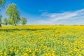 Beautiful landscape of yellow field meadow of dandelion flowers in spring with blue sky Royalty Free Stock Photo