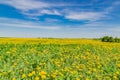 Beautiful landscape of yellow field meadow of dandelion flowers in spring with blue sky Royalty Free Stock Photo