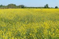 Beautiful landscape yellow flower field known as sunn hemp, Ind Royalty Free Stock Photo