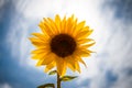 Beautiful landscape of yellow flowers of a sunflower, Against the background of the blue sky and clouds Royalty Free Stock Photo