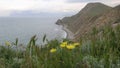 Beautiful landscape of yellow flowers swaying in the wind on a mountainside by the sea