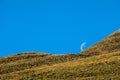 Beautiful landscape of a yellow grassland with blue sky on the high mountain at susnet I