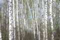 Beautiful landscape with young juicy green birches with green leaves and with black and white birch trunks in sunlight Royalty Free Stock Photo
