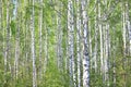 Beautiful landscape with young juicy green birches with green leaves and with black and white birch trunks in sunlight Royalty Free Stock Photo