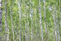 Beautiful landscape with young juicy green birches with green leaves and with black and white birch trunks in sunlight Royalty Free Stock Photo