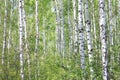 Beautiful landscape with young juicy green birches with green leaves and with black and white birch trunks in sunlight Royalty Free Stock Photo