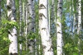 Beautiful landscape with young juicy green birches with green leaves and with black and white birch trunks in sunlight Royalty Free Stock Photo