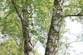 Beautiful landscape with young juicy green birches with green leaves and with black and white birch trunks in sunlight Royalty Free Stock Photo