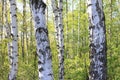 Beautiful landscape with young juicy green birches with green leaves and with black and white birch trunks in sunlight Royalty Free Stock Photo