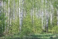 Beautiful landscape with young juicy green birches with green leaves and with black and white birch trunks in sunlight Royalty Free Stock Photo