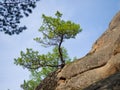 Beautiful landscape young Siberian cedar growing on a rock