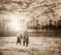 Beautiful landscape with Zemaitukas breed horse on an autumn grass