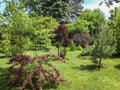 Beautiful landscaped garden with evergreens and blossom greenery. Pink flowers of Weigela Bristol Ruby in foreground. Purple leave