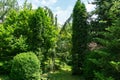 Beautiful landscaped garden with evergreens. Boxwood Buxus sempervirens trees, thuja occidentalis Columna, Royalty Free Stock Photo