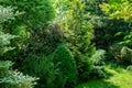 Beautiful landscaped garden with evergreens. Many boxwood trees, fir Abies koreana Silberlocke and thuja occidentalis