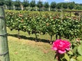 Beautiful vineyards with wonderful grapes Royalty Free Stock Photo