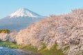 Beautiful landscapes of Mountain Fuji and cherry blossom Royalty Free Stock Photo