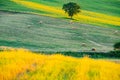 Beautiful lanscape of hilly tuscany Royalty Free Stock Photo