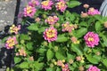 Beautiful lantana