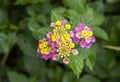 beautiful Lantana camara exotic tropical flower. distribution in tropical areas of America, Asia and Africa Royalty Free Stock Photo