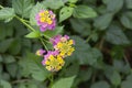 The beautiful Lantana camara exotic tropical flower