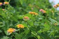 Lantana Camara Flowers Beautiful Picture