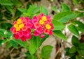 Beautiful Lantana camara Linn blooming in the garden