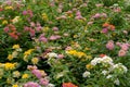 Beautiful Lantana flower