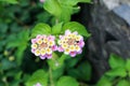 Beautiful Lantana flowers in nature