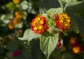 Beautiful lantana flowers