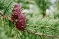 Beautiful Larch cones and branch with green background Royalty Free Stock Photo