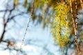 larch cones and branch Royalty Free Stock Photo