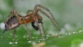 Beautiful large adult male spider Agelena labyrinthica eating its prey. Side view, high magnification. The spider is in his web