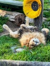 Playful African lion lying upside down Royalty Free Stock Photo