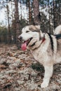 Beautiful large Alaskan Malamute with tongue in the forest - mans best friend