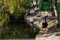 A beautiful large black swan walks near the pond, an elegant animal of rich black color with a red beak, a fabulous bird Royalty Free Stock Photo