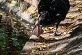 A beautiful large black swan walks near the pond, an elegant animal of rich black color with a red beak, a fabulous bird with Royalty Free Stock Photo