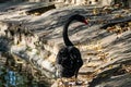 A beautiful large black swan walks near the pond, an elegant animal of rich black color with a red beak, a fabulous bird with Royalty Free Stock Photo