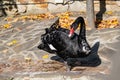 A beautiful large black swan walks near the pond, an elegant animal of rich black color with a red beak, a fabulous bird with Royalty Free Stock Photo