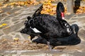 A beautiful large black swan walks near the pond, an elegant animal of rich black color with a red beak, a fabulous bird with Royalty Free Stock Photo