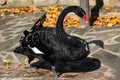 A beautiful large black swan walks near the pond, an elegant animal of rich black color with a red beak, a fabulous bird Royalty Free Stock Photo