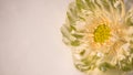 Beautiful large blooming white water lily flower isolate in white background with day light shining . Natural lover wedding day Royalty Free Stock Photo