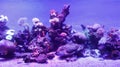 Beautiful large blue light aquarium various seawater fish and coral reef Royalty Free Stock Photo