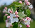 A beautiful large branch of a blooming spring apple tree with delicate white and pink flowers. Royalty Free Stock Photo