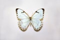 Beautiful large bright butterfly Morpho calendarius white with black spots on the perimeter of the wings isolated on a white backg Royalty Free Stock Photo