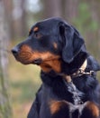 Beautiful large brown dog mestizo rottweiler